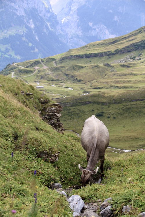 roadtrip_eiger_grindelwald_2